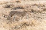 Cheetah In Serengeti Stock Photo