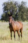 Brown Horse On A Rural Countryside Field Stock Photo