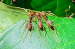 Weaver Ants Or Green Ants (oecophylla Smaragdina) Stock Photo