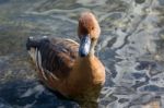Fulvous Whistling Duck (dendrocygna Bicolor) Stock Photo