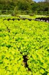 hydroponics Plant Of Lettuce Stock Photo
