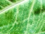 Detail Of Green Leaf Texture Background Stock Photo