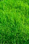 Green Grass Texture Close Up Stock Photo