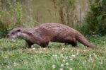 Otter Walking Along The Waters Edge Stock Photo