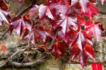 Red Vine Leaves Stock Photo