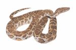 Python Snake Painting Stock Photo