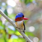 Male Banded Kingfisher Stock Photo
