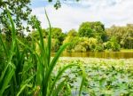 Lake Overgrown With Water Lilies Stock Photo
