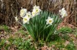 A Group Of White Daffodils Flowering In Spring Sunshine Stock Photo