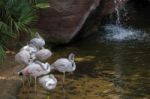 Greater Flamingos (phoenicopterus Roseus) At The Bioparc Fuengir Stock Photo