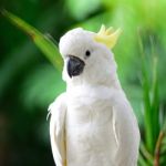 Sulphur-crested Cockatoo Stock Photo