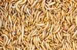 Mealworms Stock Photo