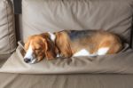 Beagle Dog Sleeping Stock Photo