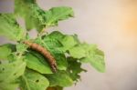 Worm On The Leaves Stock Photo