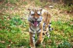 Photograph Of Walking Siberian Tiger Stock Photo