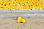 Yellow Silkworm Cocoon Stock Photo