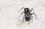 Carpenter Ant Stock Photo