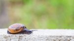 Snail On The Concrete Wall Stock Photo