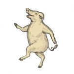 Jolly Pig Dancing Drawing Retro Color Stock Photo