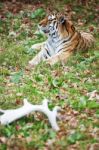 Photograph Of A Resting Siberian Tiger Stock Photo