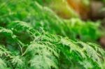 Ornamental Leaves With Green Nature Stock Photo
