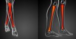 3d Rendering Medical Illustration Of The Tibia Bone Stock Photo