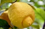 Lemon Tree 1 Stock Photo