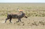 Warthog, Phacochoerus Africanus In Serengeti Stock Photo