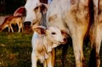 Family Cow Stock Photo