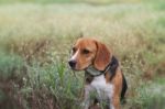 Beagle Dog In The Wild Flower Field Stock Photo