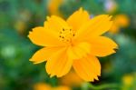 Cosmos Beautiful Yellow Flowers. Bloom Flourish Bloom Colors Contrast With The Green Of The Leaves And Trees Stock Photo