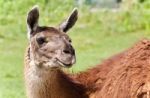Isolated Picture With A Llama Standing Awake Stock Photo