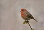 House Finch Stock Photo
