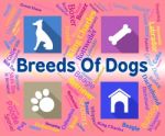 Breeds Of Dogs Represents Puppy Pups And Reproduce Stock Photo