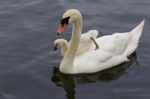 The Chick Is Jumping To The Water From The Back Of Her Mother-swan Stock Photo