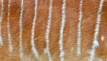 Textured Of Nyala Fur Stock Photo