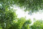 Green Forest Background In A Sunny Day Stock Photo