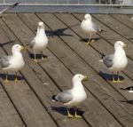 The Circle Of Five Gulls Stock Photo