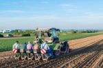 Agriculture - Tractor Sowing Salad Stock Photo