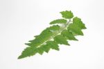 Green Leaf Out In Thailand.white Background Stock Photo