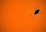 Halloween Spider Hanging Web Background Stock Photo