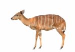 Nyala Isolated On White Background Stock Photo