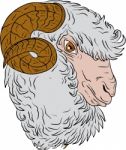 Merino Ram Sheep Head Drawing Stock Photo