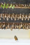Rows Of Butterfly Cocoons And Newly Hatched Butterfly Stock Photo
