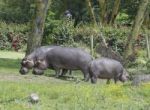 Hippopotamus In The Wild Stock Photo