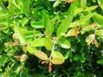 The Light And Shadow Of Green Young Leaves Is The Backdrop Of Nature, Bengal-currants,carissa,carandas,karanda Stock Photo