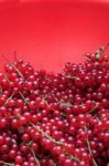 Red Currant Stock Photo