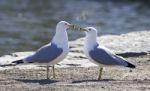 Funny Picture With The Gulls In Love Stock Photo