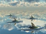Fins  Of Dolphins In The Sea Stock Photo