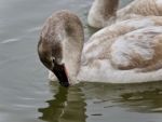 Isolated Image Of A Trumpeter Swan Drinking Water Stock Photo